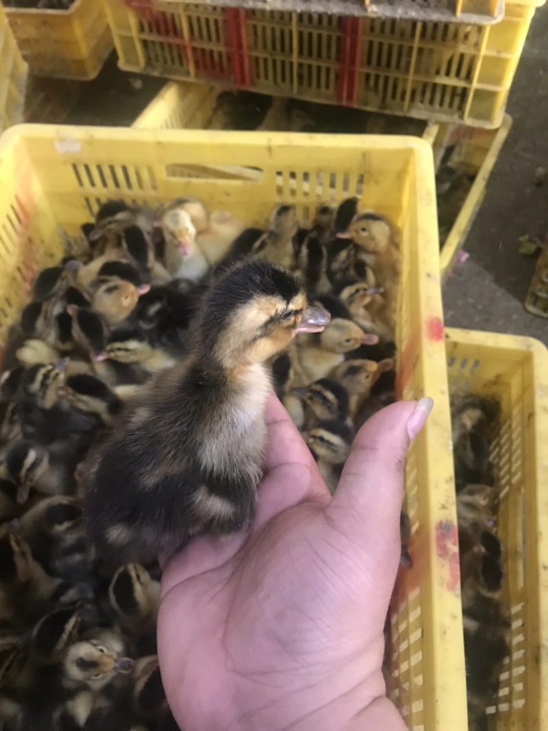 出售：麻鸭苗，青头麻鸭苗，杂交鸭苗，包疫苗包路损
