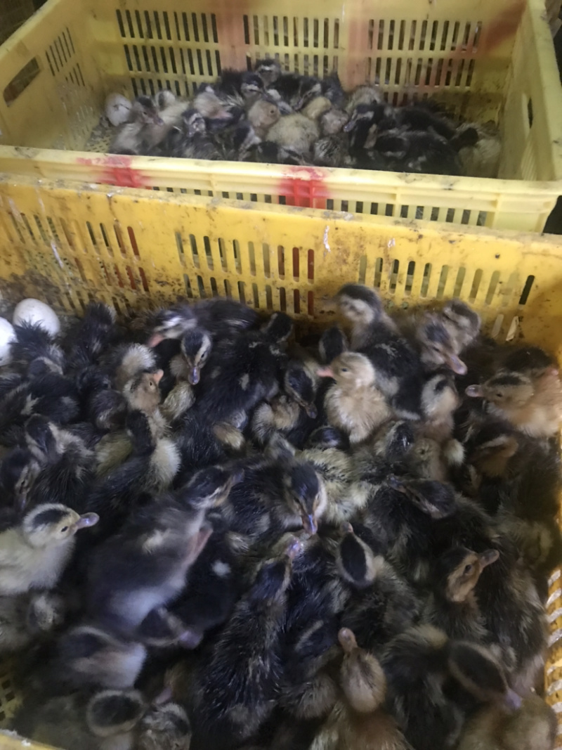 出售：麻鸭苗，青头麻鸭苗，杂交鸭苗，包疫苗包路损