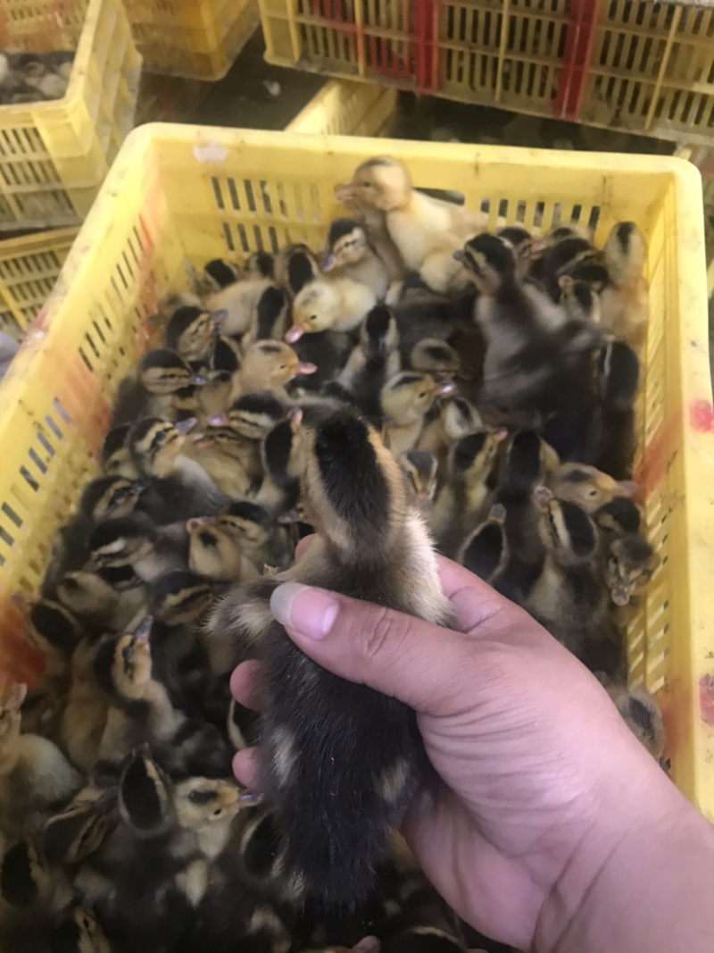 出售：麻鸭苗，青头麻鸭苗，杂交鸭苗，包疫苗包路损