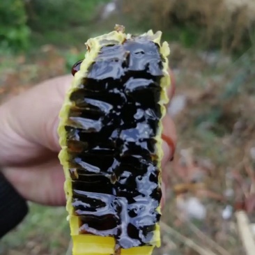 黑蜂蜜欢迎各地客商合作共赢