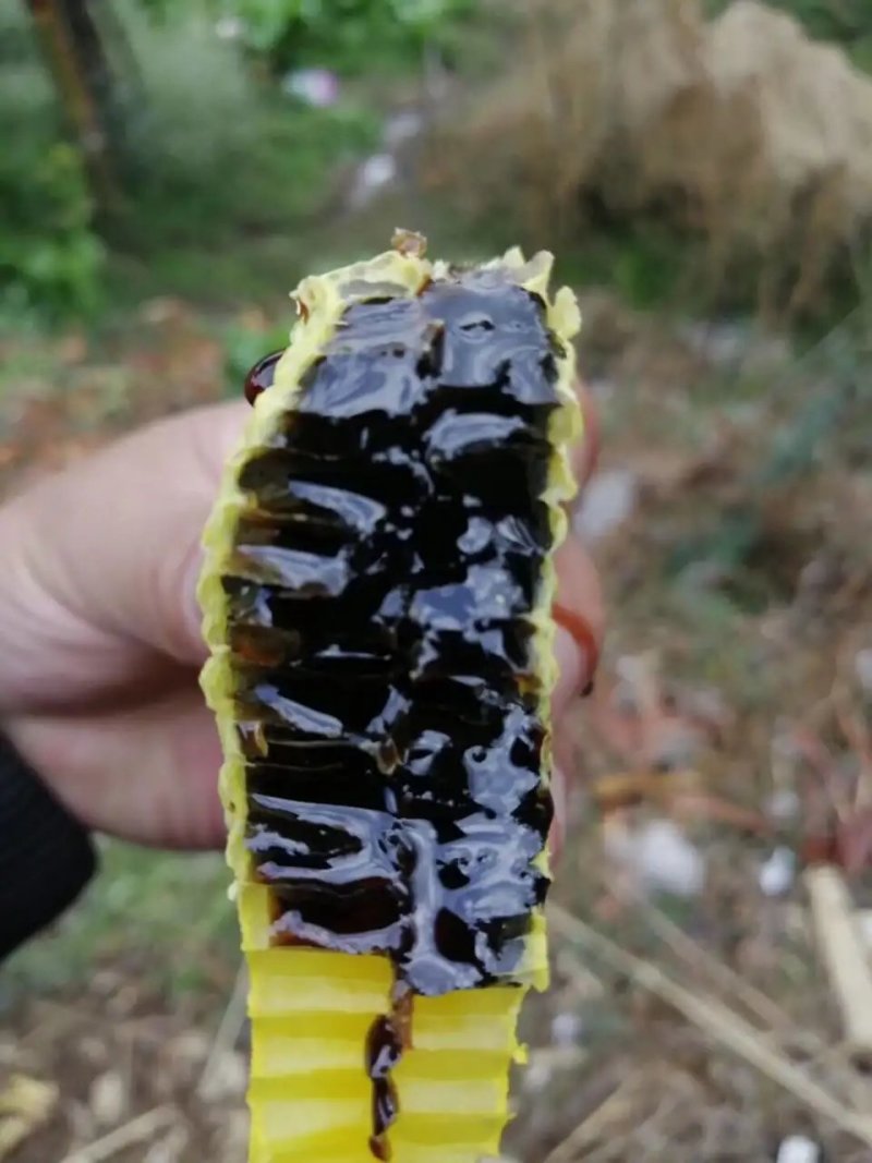 黑蜂蜜欢迎各地客商合作共赢