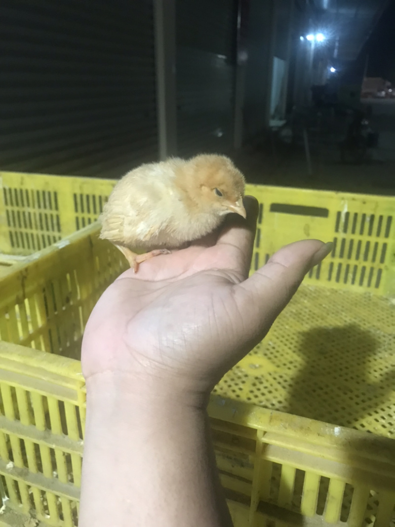 出售三黄鸡苗，包做好疫苗，品质优良，货真价实