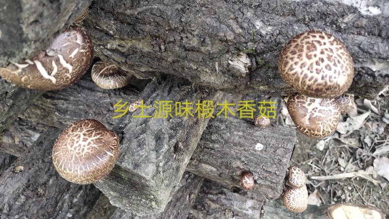 【特惠】秦岭椴木香菇原生态椴木香菇基地直供价优质保