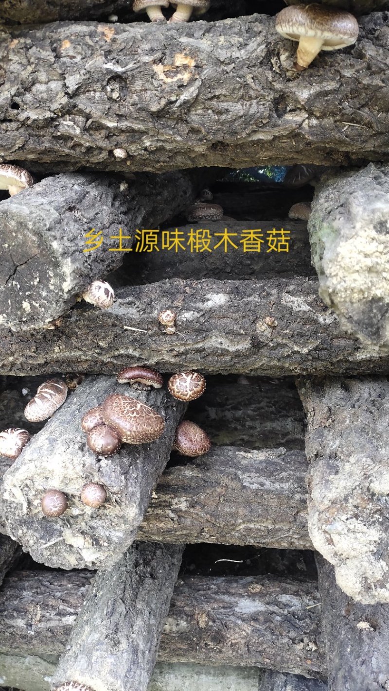 【特惠】秦岭椴木香菇原生态椴木香菇基地直供价优质保