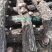 【特惠】秦岭椴木香菇原生态椴木香菇基地直供价优质保