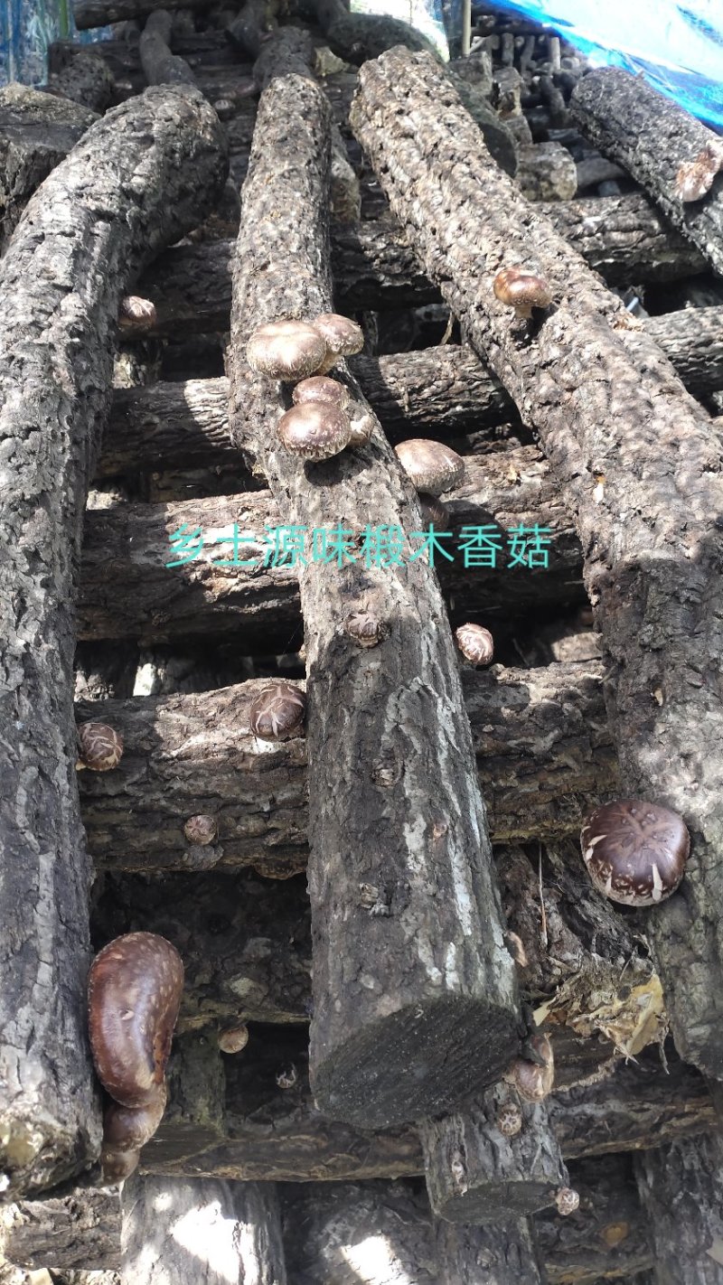 【特惠】秦岭椴木香菇原生态椴木香菇基地直供价优质保