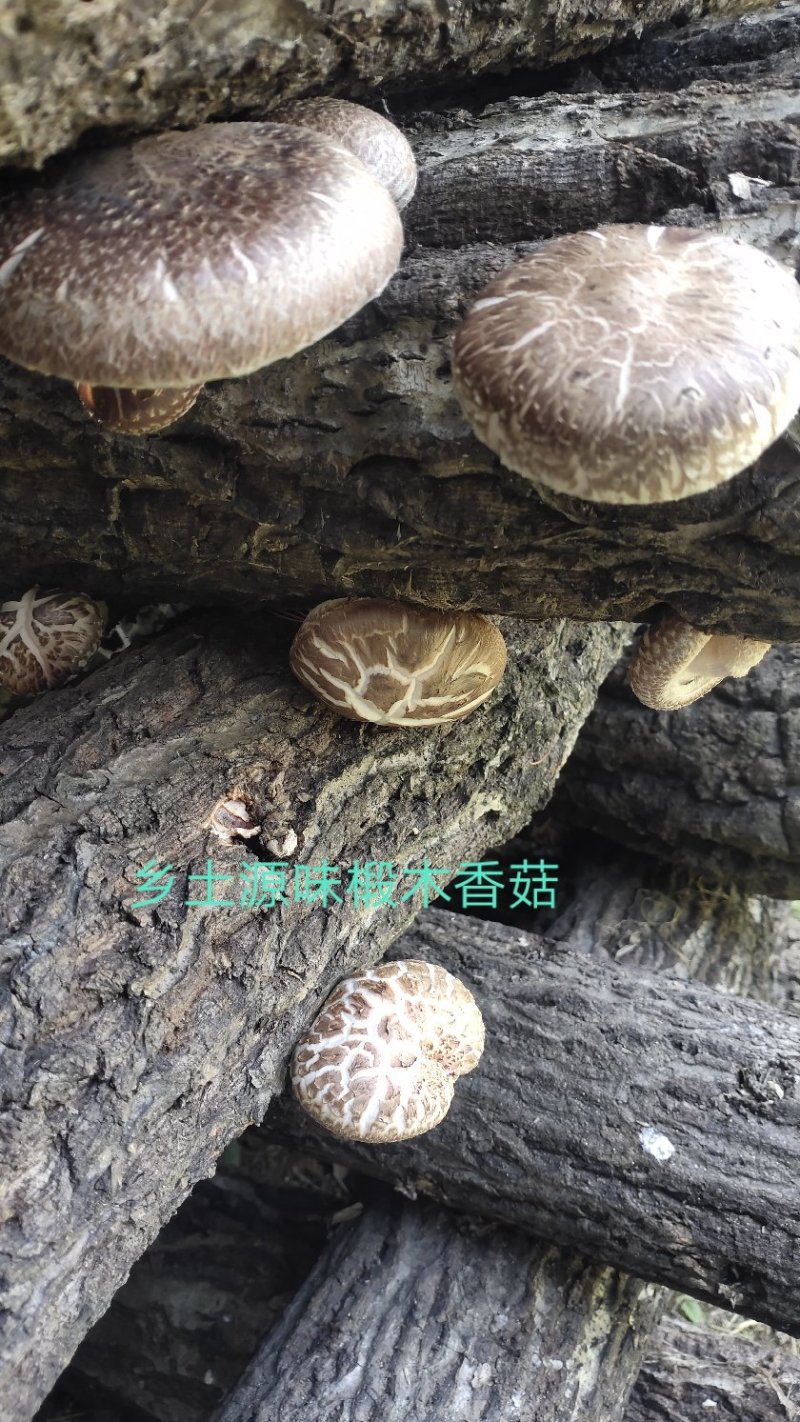 【特惠】秦岭椴木香菇原生态椴木香菇基地直供价优质保