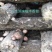 【特惠】秦岭椴木香菇原生态椴木香菇基地直供价优质保