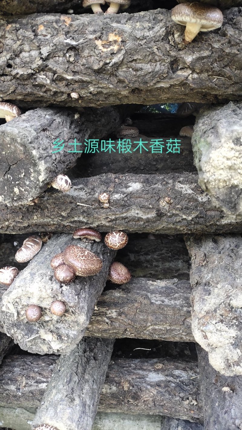 【特惠】秦岭椴木香菇原生态椴木香菇基地直供价优质保