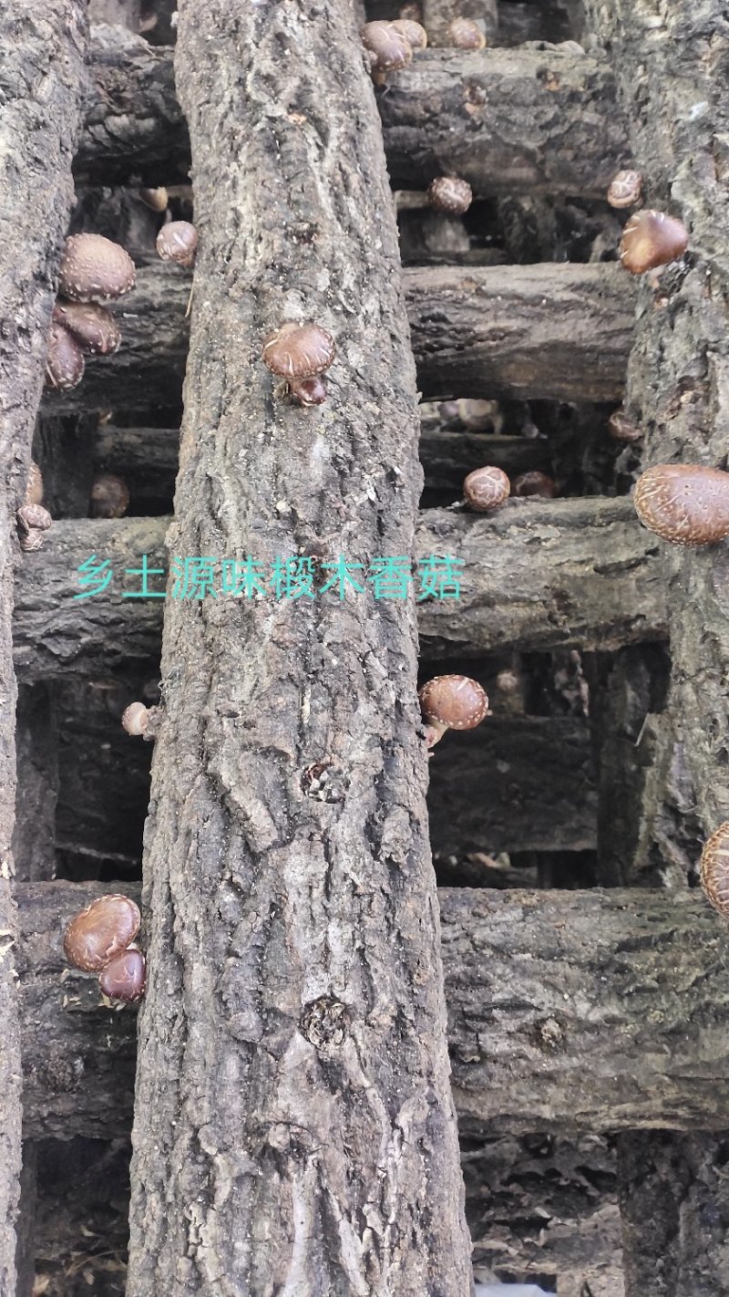 【特惠】秦岭椴木香菇原生态椴木香菇基地直供价优质保
