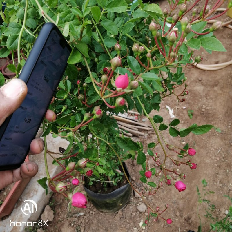 木香花苗，红木香，带土球发货包对版爬藤条