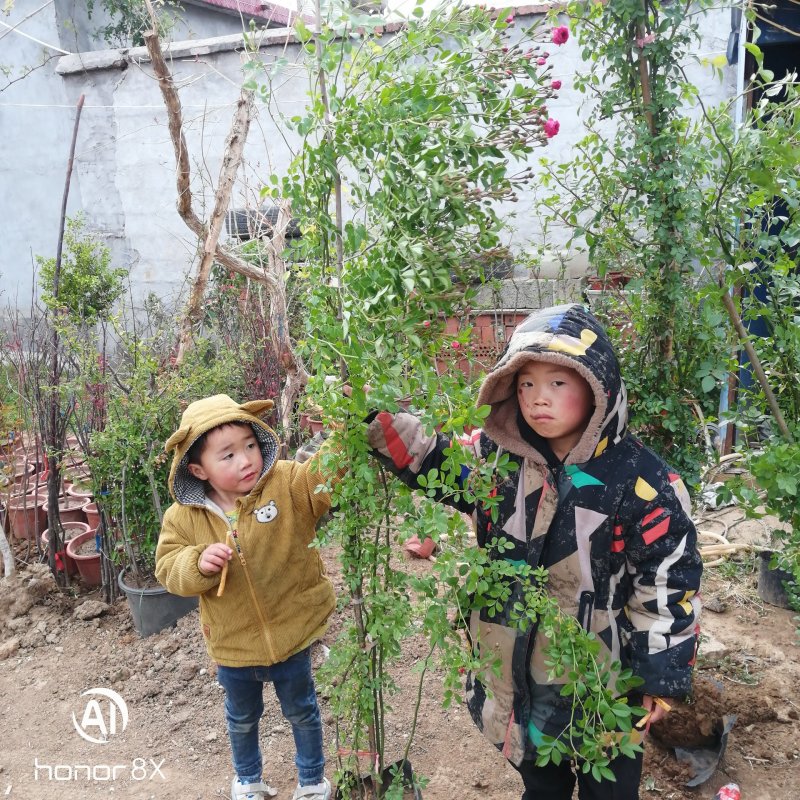 木香花苗，红木香，带土球发货包对版爬藤条