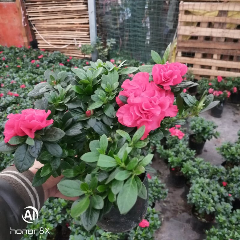 杜鹃花苗红杜鹃粉西玛，双色红双喜