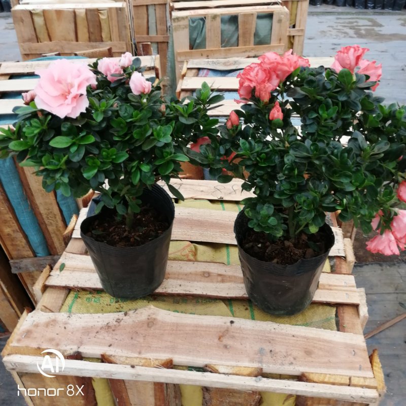 杜鹃花苗红杜鹃粉西玛，双色红双喜