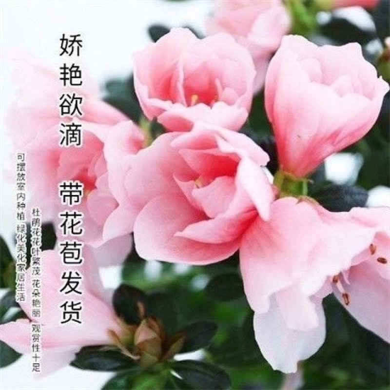 杜鹃花苗红杜鹃粉西玛，双色红双喜