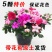 杜鹃花苗红杜鹃粉西玛，双色红双喜