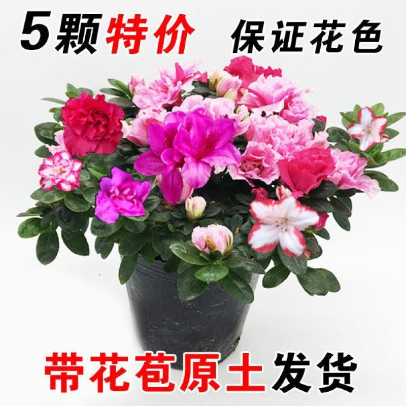 杜鹃花苗红杜鹃粉西玛，双色红双喜