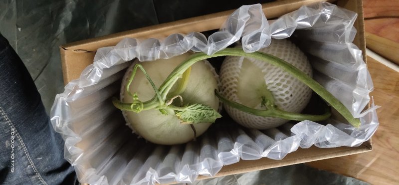 南汇玉菇，自产自销，支持一件代发