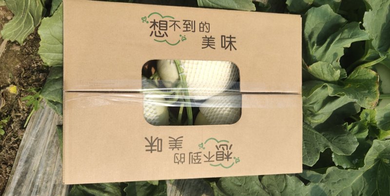 南汇玉菇，自产自销，支持一件代发