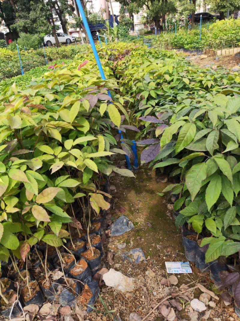 紫花多花风铃木各种规格齐全