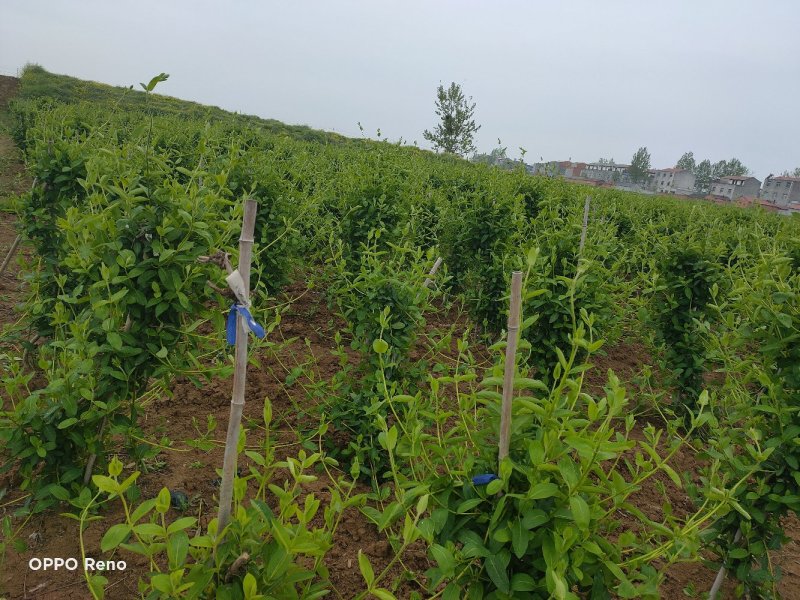 湖北襄阳今年精品新季金银花自家种植产地直销量大从优