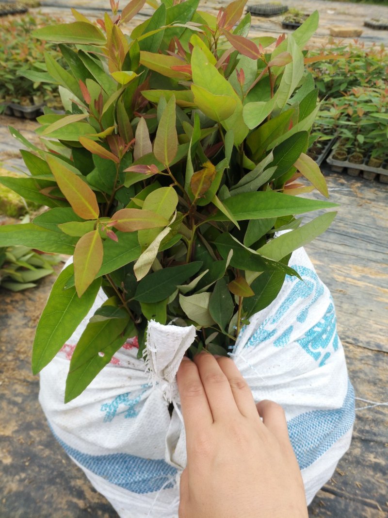 桉树苗
