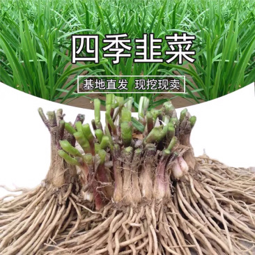 韭菜苗全国免费包邮全部现挖现卖基地直销
