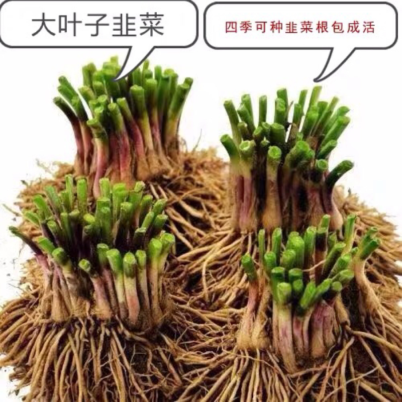 韭菜苗全国免费包邮全部现挖现卖基地直销