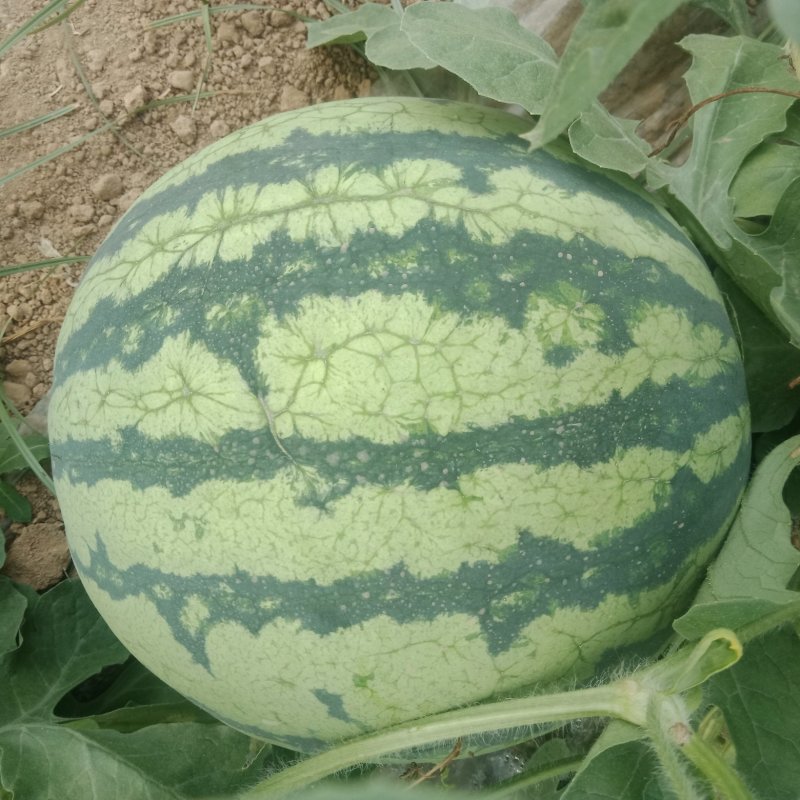 8424，夏宝，夏乐，甜蜜蜜麒麟西瓜，口感好，甜度好，