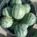 8424，夏宝，夏乐，甜蜜蜜麒麟西瓜，口感好，甜度好，