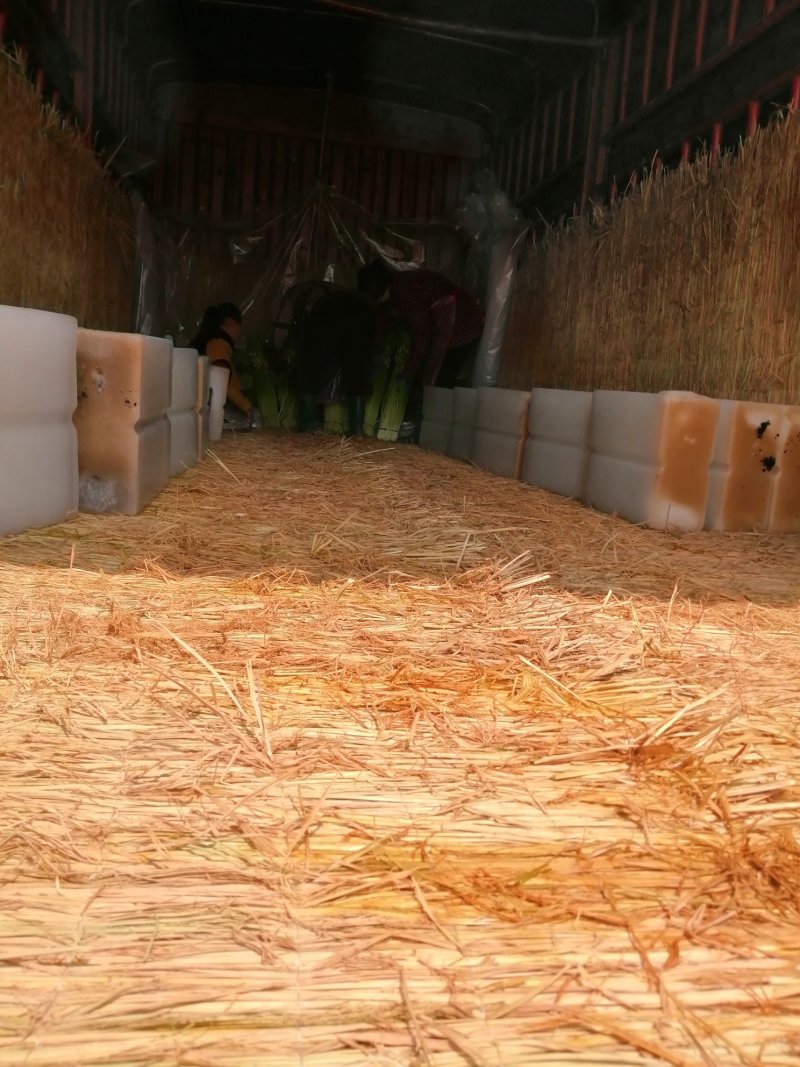 大量供应优质白帽蒜苔，产地直发，价格低，代发全国各地市场