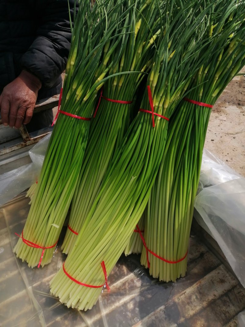 大量供应优质白帽蒜苔，产地直发，价格低，代发全国各地市场