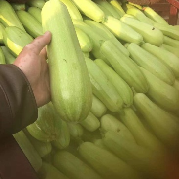 西葫芦新野县蔬菜种植基地大量出货中，货源充足品质有