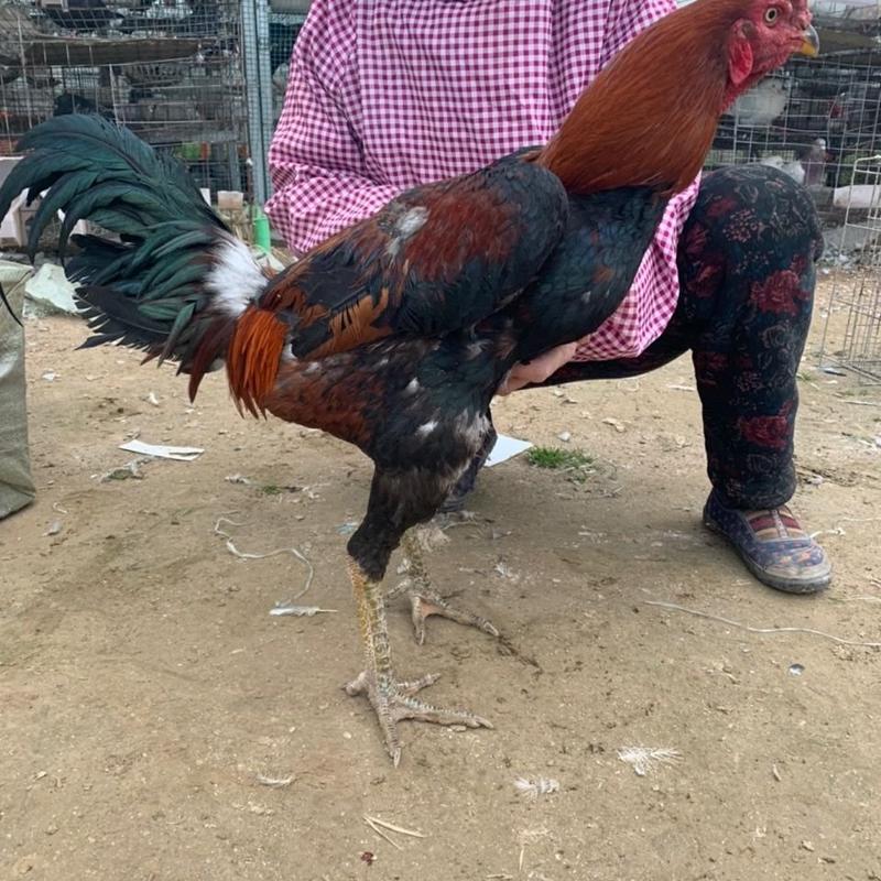斗鸡活苗越南纯种鬼子小鸡成年鸡泰国斗鸡中原斗鸡活体
