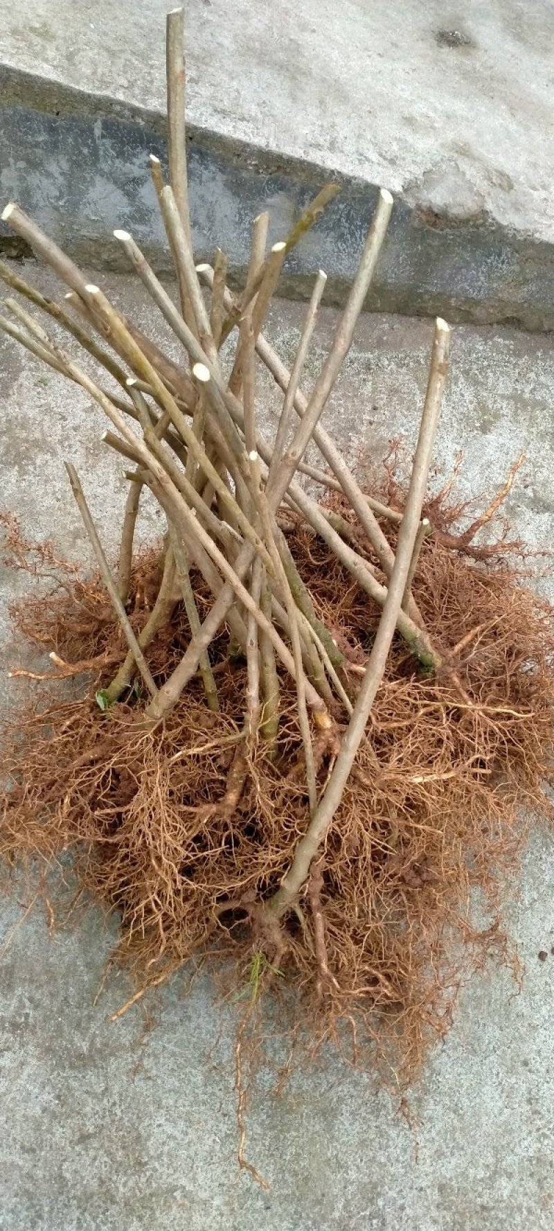 猫屎瓜苗，蓝蕉果苗，新型果树奇特水果猫屎瓜苗，蓝蕉果苗。