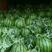 甜王西瓜，双星西瓜，万亩西瓜基地大量供货，产地直销。