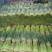 【精品蒜苔】河南红帽蒜苔干苔不加水，代收代发袋储存，