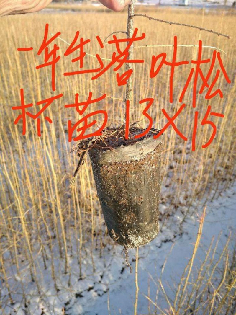 二年落叶松苗。