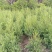 柏树苗松柏塔柏树苗蜀桧侧柏圆柏松树宝塔松龙柏苗墓地柏树坟