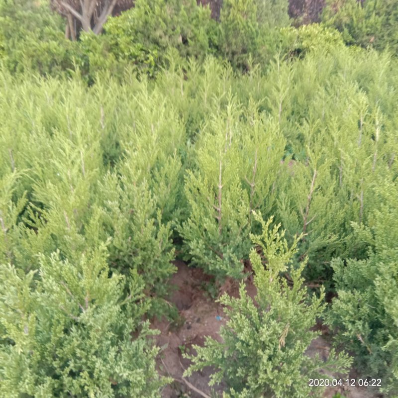 柏树苗松柏塔柏树苗蜀桧侧柏圆柏松树宝塔松龙柏苗墓地柏树坟