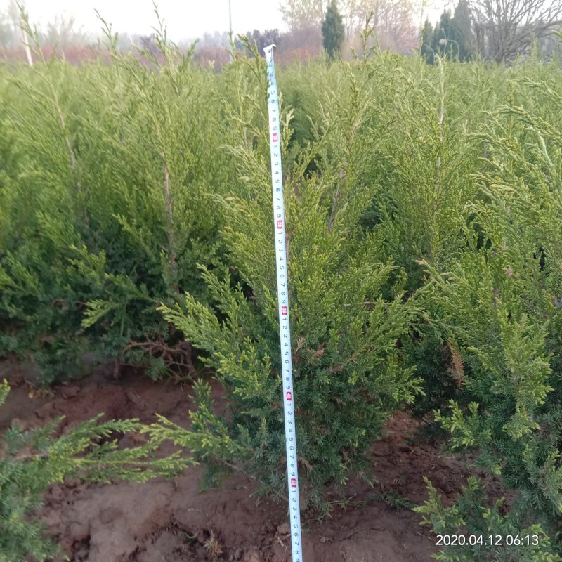 柏树苗松柏塔柏树苗蜀桧侧柏圆柏松树宝塔松龙柏苗墓地柏树坟
