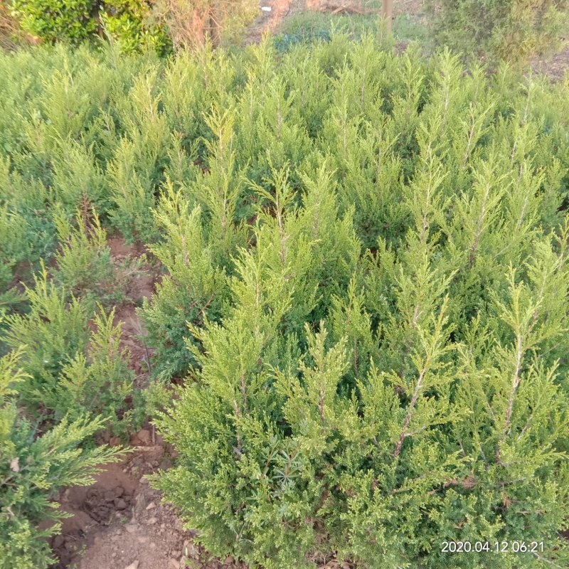 柏树苗松柏塔柏树苗蜀桧侧柏圆柏松树宝塔松龙柏苗墓地柏树坟