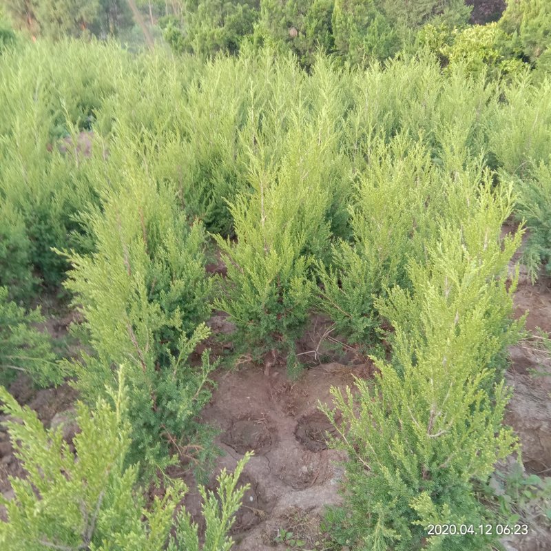 柏树苗松柏塔柏树苗蜀桧侧柏圆柏松树宝塔松龙柏苗墓地柏树坟