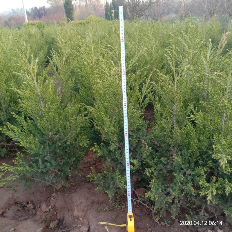 柏树苗松柏塔柏树苗蜀桧侧柏圆柏松树宝塔松龙柏苗墓地柏树坟