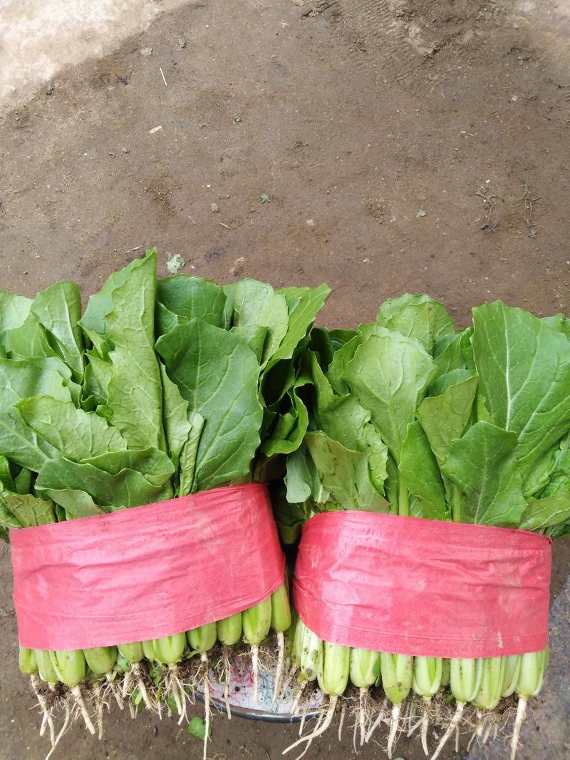 山东精品青邦小白菜20一30屋米正在大量上市中欢迎咨询