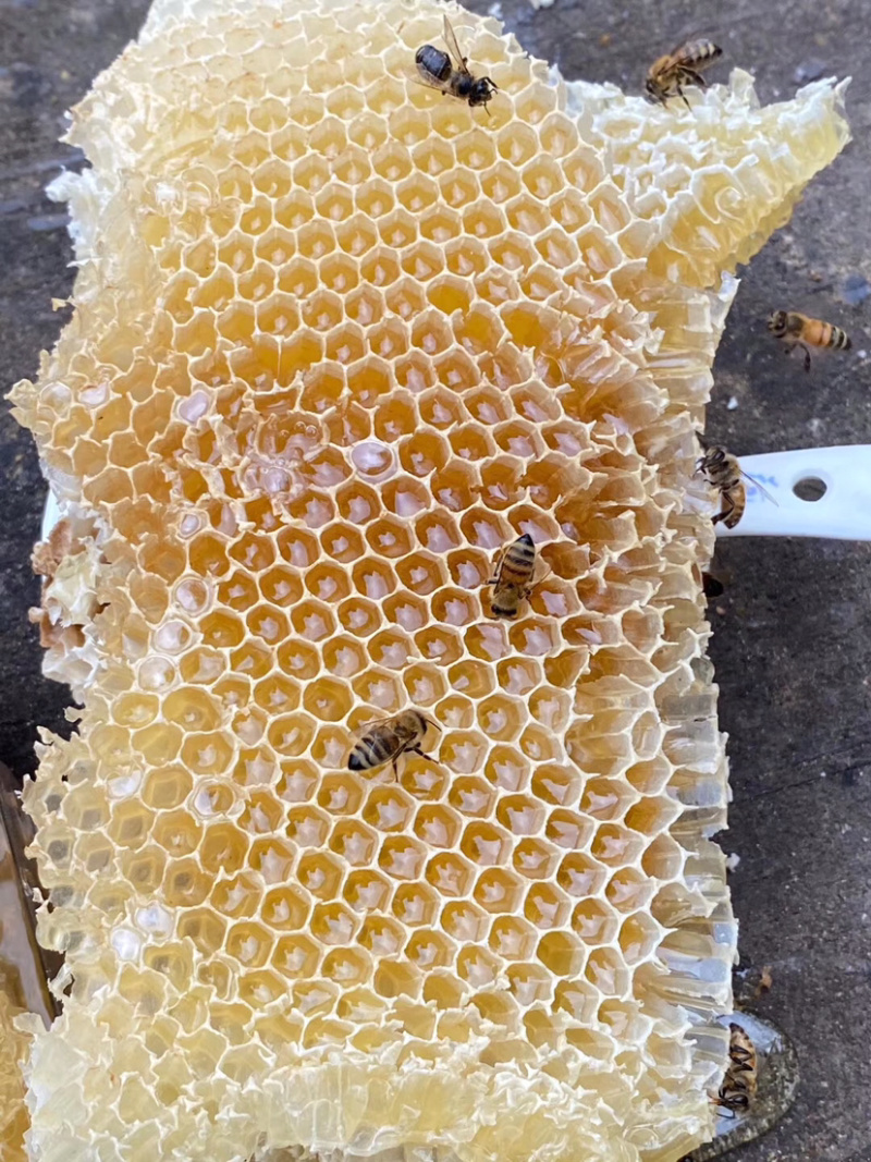 【精选】蜂蜜高州龙眼蜜、无添加、一件代发