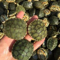 巴西龟龟苗外塘养殖成年龟宠物乌龟包邮包活