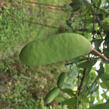 杭州千岛湖中华肾果八月瓜