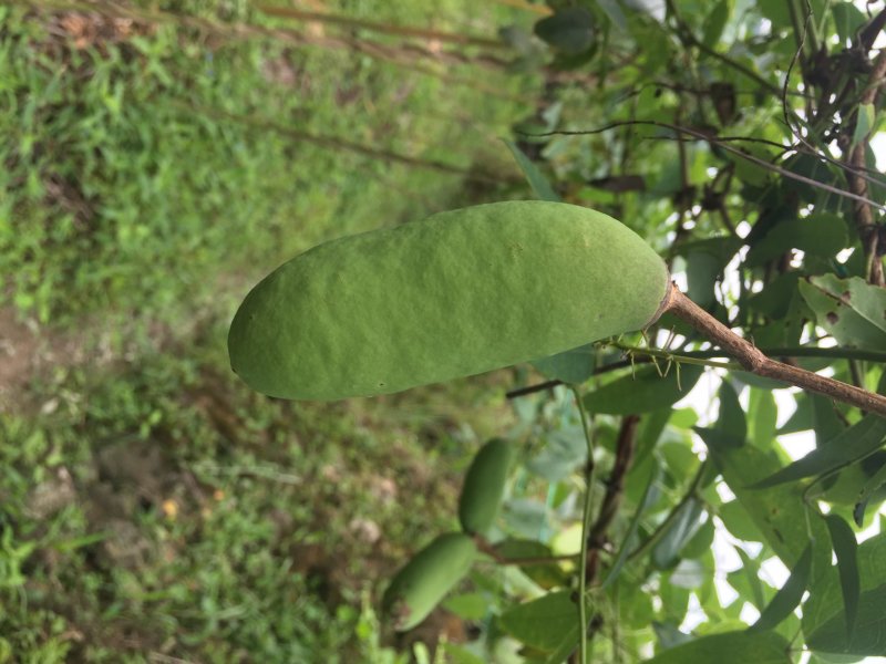 杭州千岛湖中华肾果八月瓜