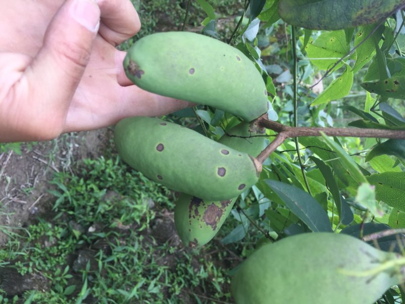 杭州千岛湖中华肾果八月瓜